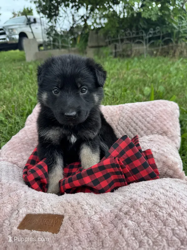 Lucy – German Shepherd Dog puppy for sale in Phillipsburg, MO