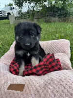 Lucy, a female German Shepherd Dog for sale in Phillipsburg, MO – 1 of 5