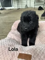 Lola, a female German Shepherd Dog for sale in Phillipsburg, MO – 2 of 5