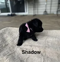 Shadow, a male German Shepherd Dog for sale in Phillipsburg, MO – 3 of 5
