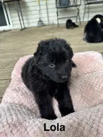 Lola, a female German Shepherd Dog for sale in Phillipsburg, MO – 3 of 5