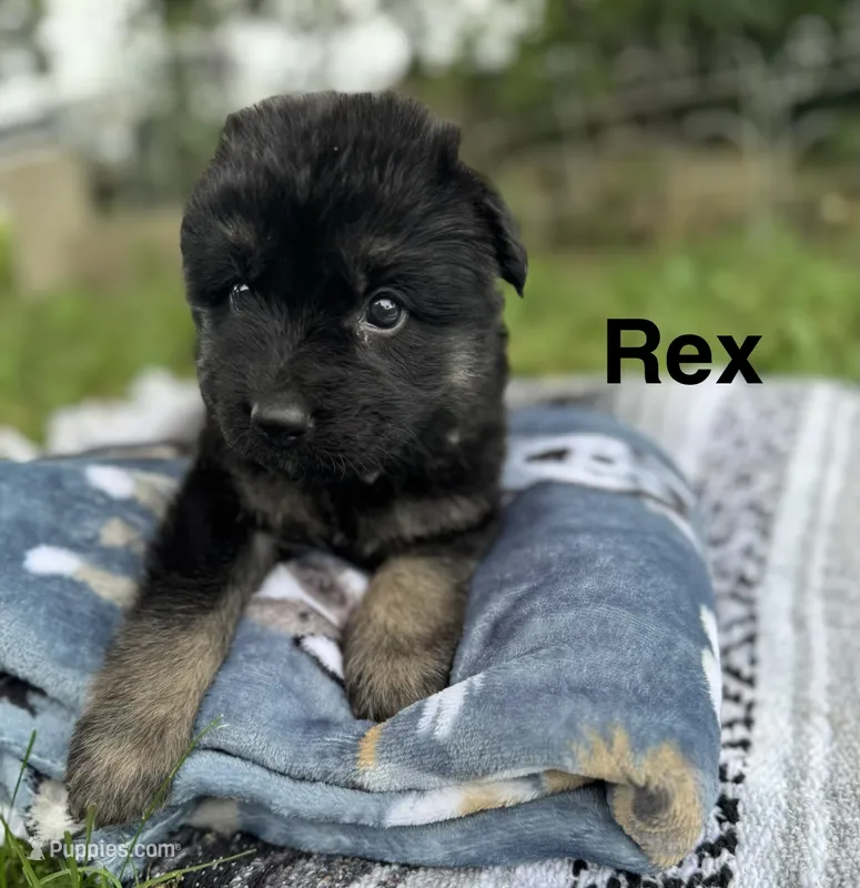 Rex – German Shepherd Dog puppy for sale in Phillipsburg, MO