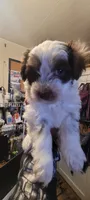 Piglet, a male Schnoodle for sale in Sparks, NV – 4 of 7
