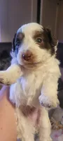 Piglet, a male Schnoodle for sale in Sparks, NV – 7 of 7
