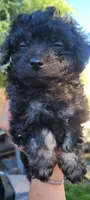 Loki, a male Schnoodle for sale in Sparks, NV – 4 of 4