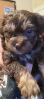 Bruno, a male Schnoodle for sale in Sparks, NV – 3 of 6