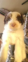 Piglet, a male Schnoodle for sale in Sparks, NV – 6 of 7