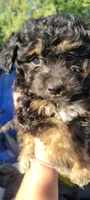 Shilo, a female Schnoodle for sale in Sparks, NV – 7 of 8