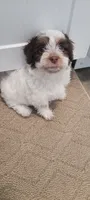 Piglet, a male Schnoodle for sale in Sparks, NV – 2 of 7