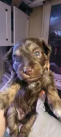 Bruno, a male Schnoodle for sale in Sparks, NV – 6 of 6