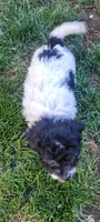Oreo, a male Schnoodle for sale in Sparks, NV – 3 of 4