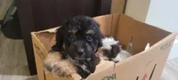 Shilo, a female Schnoodle for sale in Sparks, NV – 3 of 8