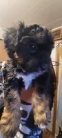 Shilo, a female Schnoodle for sale in Sparks, NV – 4 of 8