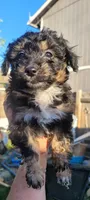 Shilo, a female Schnoodle for sale in Sparks, NV – 5 of 8