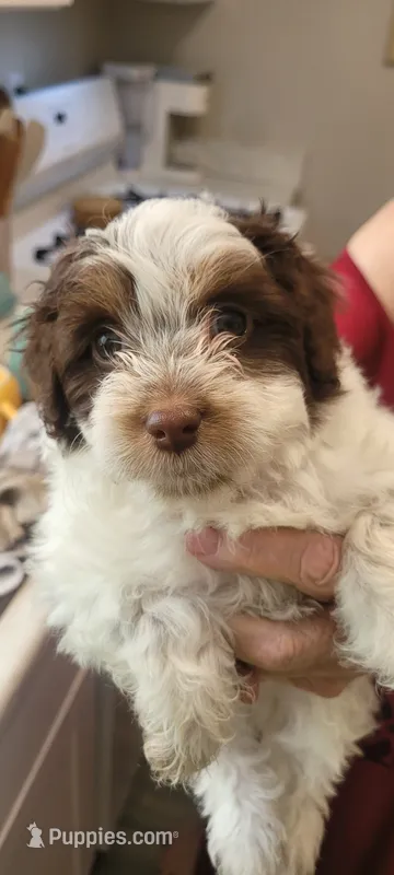 Piglet – Schnoodle puppy for sale in Sparks, NV