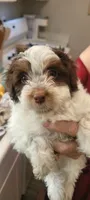 Piglet, a male Schnoodle for sale in Sparks, NV – 1 of 7
