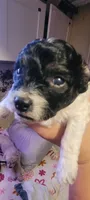 Oreo, a male Schnoodle for sale in Sparks, NV – 4 of 4