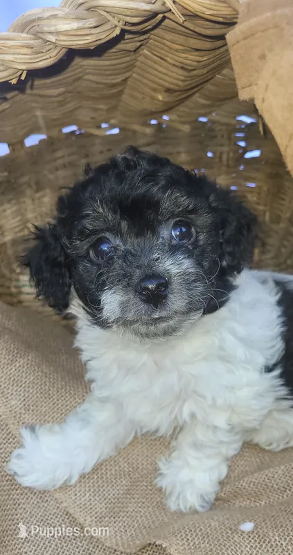 Oreo – Schnoodle puppy for sale in Sparks, NV