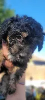Shilo, a female Schnoodle for sale in Sparks, NV – 6 of 8