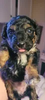 Shilo, a female Schnoodle for sale in Sparks, NV – 2 of 8
