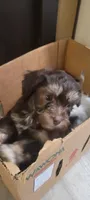 Bruno, a male Schnoodle for sale in Sparks, NV – 2 of 6