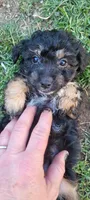 Shilo, a female Schnoodle for sale in Sparks, NV – 8 of 8
