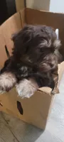 Bruno, a male Schnoodle for sale in Sparks, NV – 4 of 6