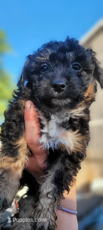 Shilo – Schnoodle puppy for sale in Sparks, NV