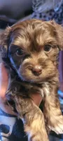 Bruno, a male Schnoodle for sale in Sparks, NV – 5 of 6