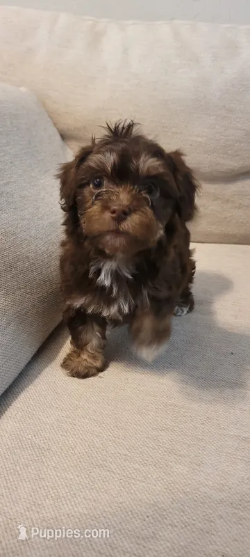 Bruno – Schnoodle puppy for sale in Sparks, NV