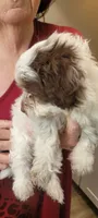 Piglet, a male Schnoodle for sale in Sparks, NV – 3 of 7