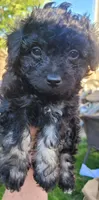 Loki, a male Schnoodle for sale in Sparks, NV – 2 of 4