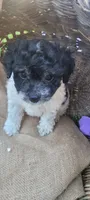 Oreo, a male Schnoodle for sale in Sparks, NV – 2 of 4