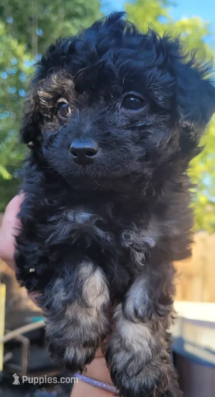 Loki – Schnoodle puppy for sale in Sparks, NV