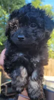 Loki, a male Schnoodle for sale in Sparks, NV – 1 of 4