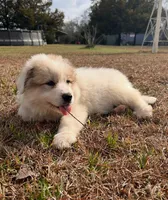 Goose, Cheeto, and Tubby, a male Great Pyrenees for sale in Guyton, GA – Photo 2 of 4
