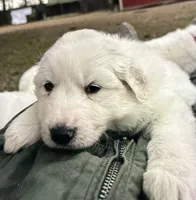Goose, Cheeto, and Tubby, a male Great Pyrenees for sale in Guyton, GA – Photo 1 of 4