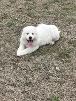 Goose, Cheeto, and Tubby, a male Great Pyrenees for sale in Guyton, GA – Photo 4 of 4