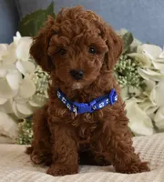 Banjo , a female Poodle - Toy  for sale in Temecula, CA – 1 of 5