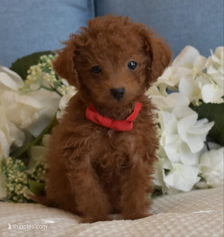 Pewee – Poodle - Toy  puppy for sale in Temecula, CA