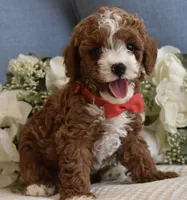 Blaze , a male Poodle - Toy  for sale in Temecula, CA – 4 of 6