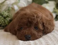 Riley , a male Poodle - Toy  for sale in Temecula, CA – Photo 4 of 5