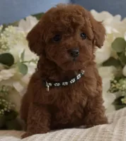 Riley , a male Poodle - Toy  for sale in Temecula, CA – Photo 3 of 5