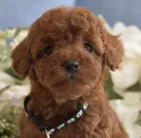 Riley , a male Poodle - Toy  for sale in Temecula, CA – Photo 2 of 5