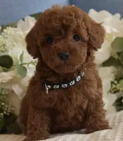 Riley , a male Poodle - Toy  for sale in Temecula, CA – Photo 1 of 5