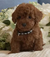 Riley , a male Poodle - Toy  for sale in Temecula, CA – Photo 5 of 5