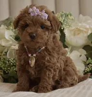 Sierra , a female Poodle - Toy  for sale in Temecula, CA – Photo 4 of 5