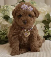 Sierra , a female Poodle - Toy  for sale in Temecula, CA – Photo 3 of 5