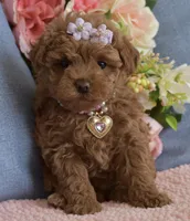 Sierra , a female Poodle - Toy  for sale in Temecula, CA – Photo 5 of 5