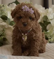 Sierra , a female Poodle - Toy  for sale in Temecula, CA – Photo 1 of 5